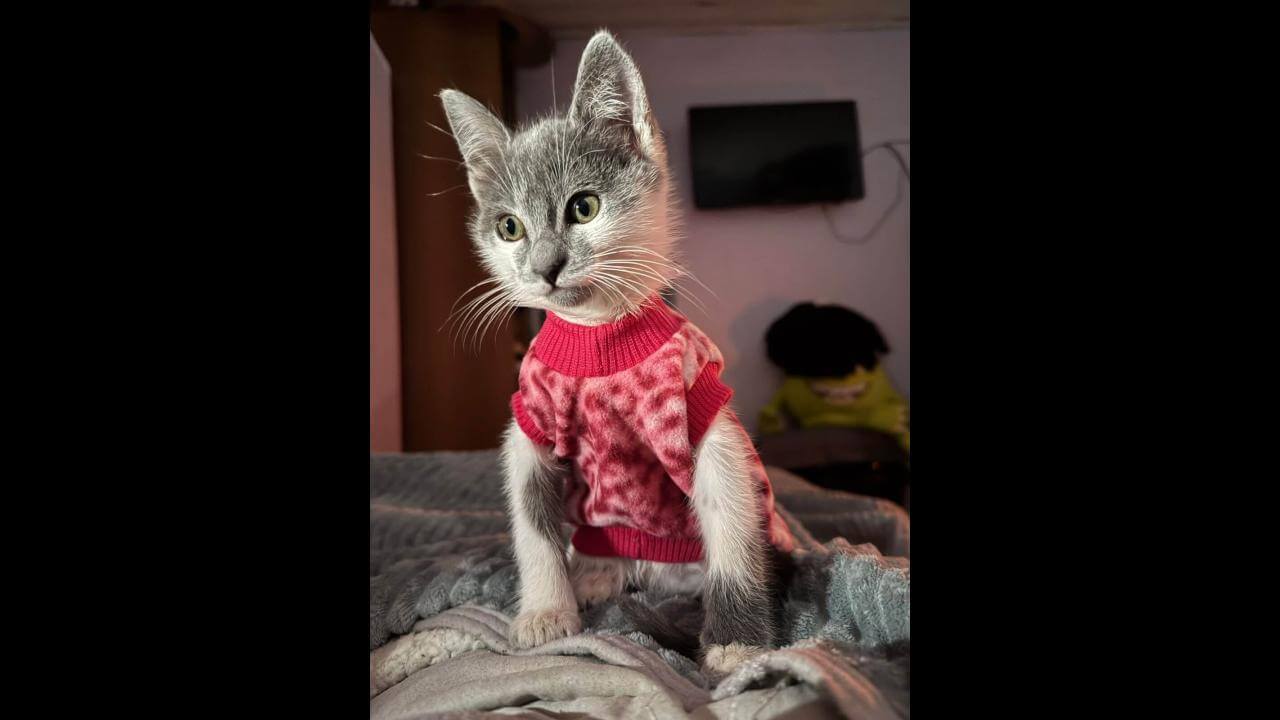 Gata Melina desapareceu no bairro Cancelli