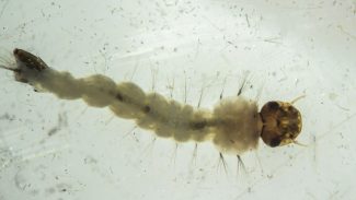 Brasil inaugura maior biofábrica do mundo de mosquitos “do bem” Brasil inaugura maior biofábrica do mundo de mosquitos “do bem”