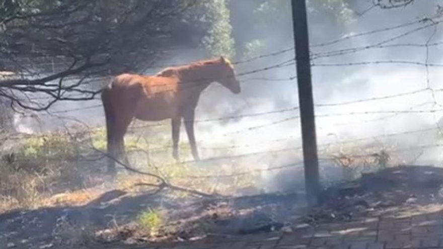 População resgata cavalo em terreno que pegou fogo na Avenida Carlos Gomes