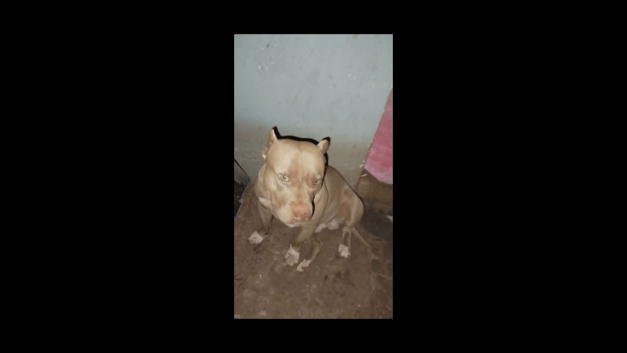 Cachorro Bruce desapareceu no bairro Santo Onofre