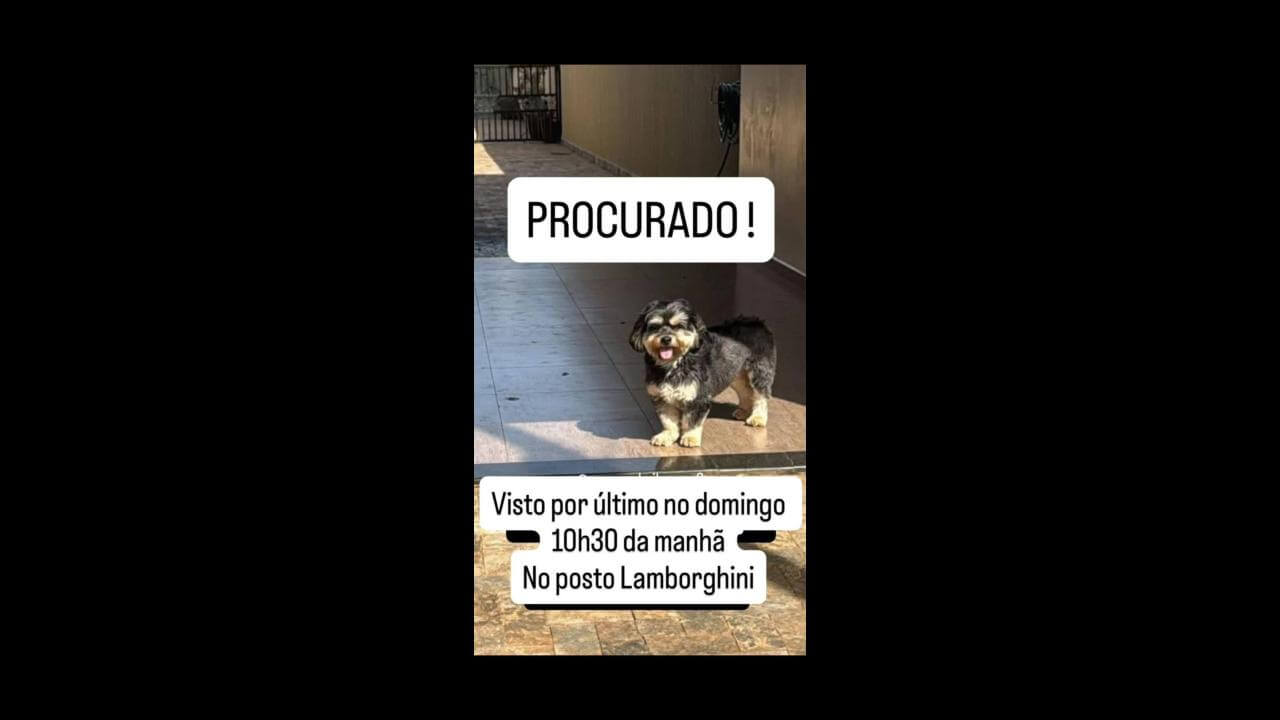 Cachorro Zé desapareceu no bairro São Cristóvão