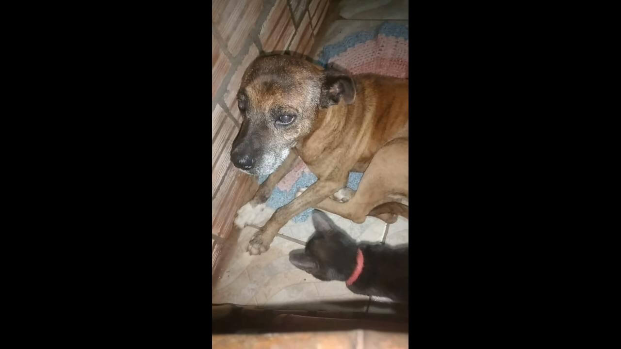 Cachorro Tigre desapareceu no bairro Cascavel Velho