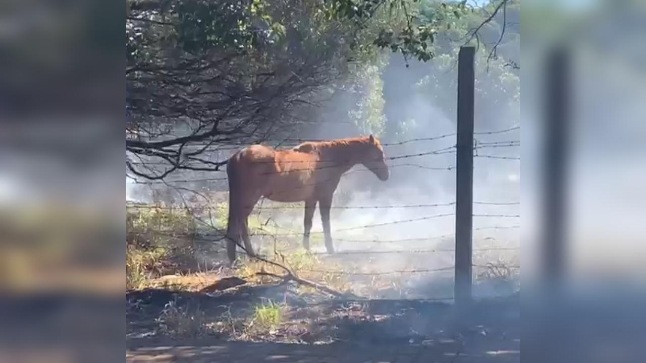 Proprietário procura cavalo resgatado de incêndio em terreno na Carlos Gomes