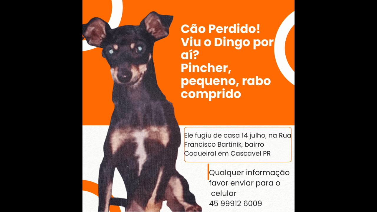 Cachorro Dingo desapareceu no bairro Coqueiral