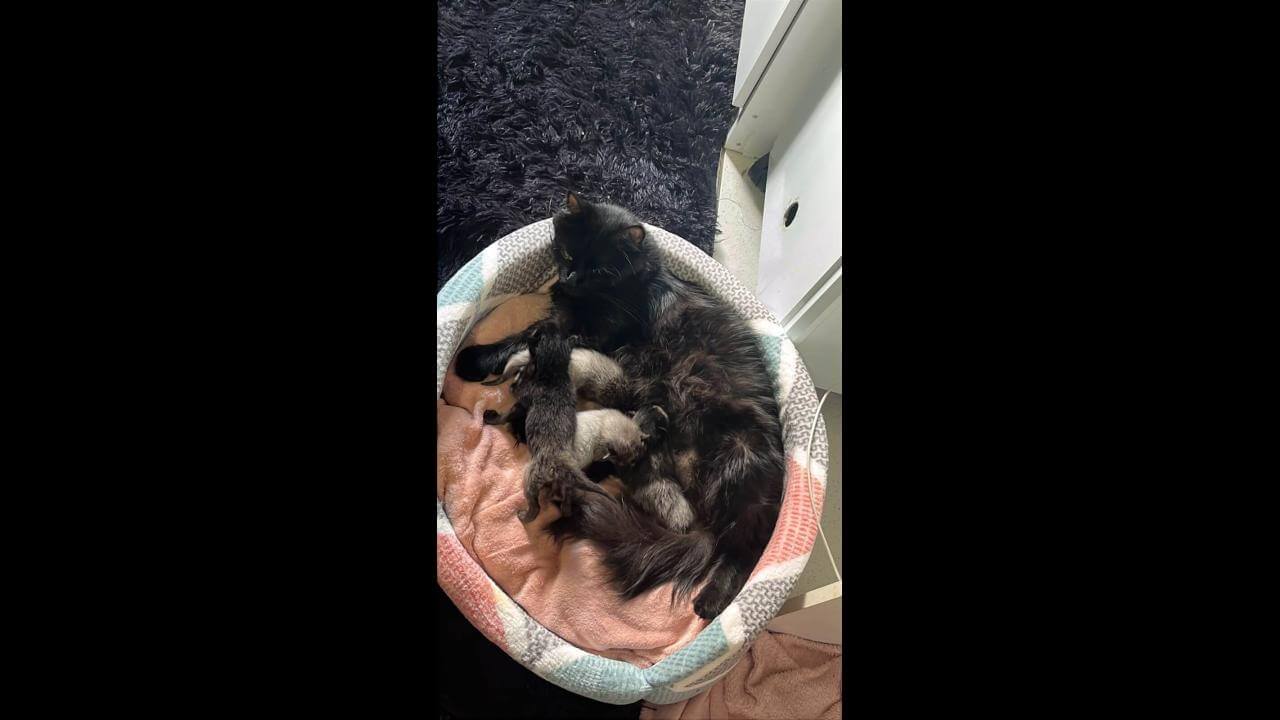 Gata Morgana desapareceu no bairro São Cristóvão