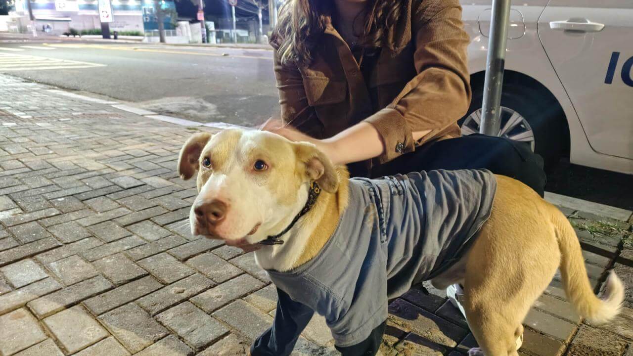 Cachorro é encontrado no bairro Cancelli