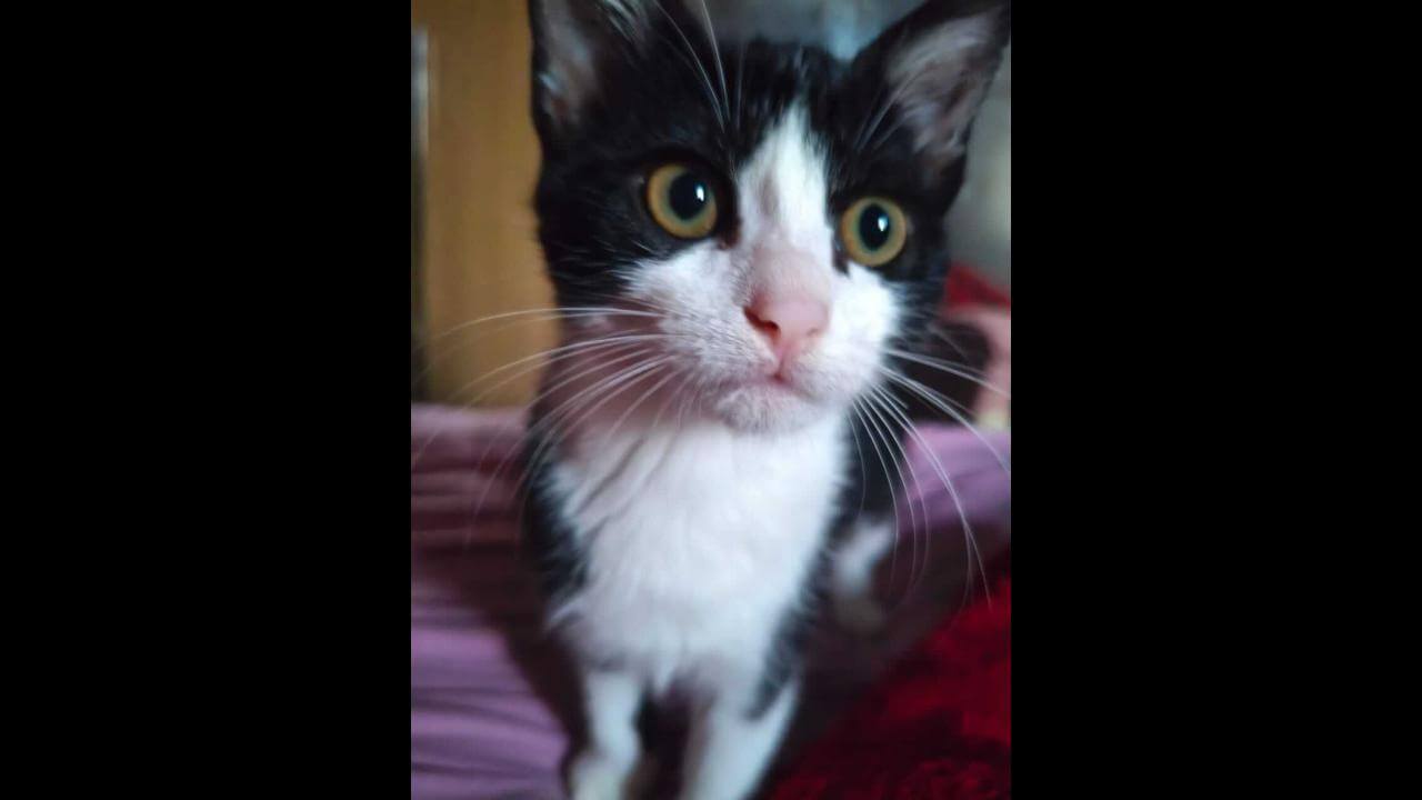 Gata Lili desapareceu no bairro Universitário