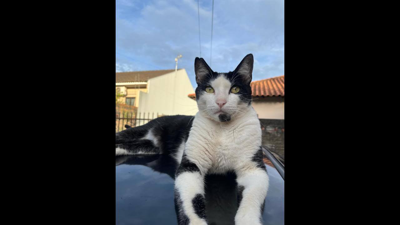 Gato Jade desapareceu no bairro Maria Luiza