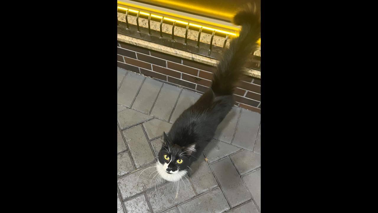 Gato é encontrado no bairro Claudete