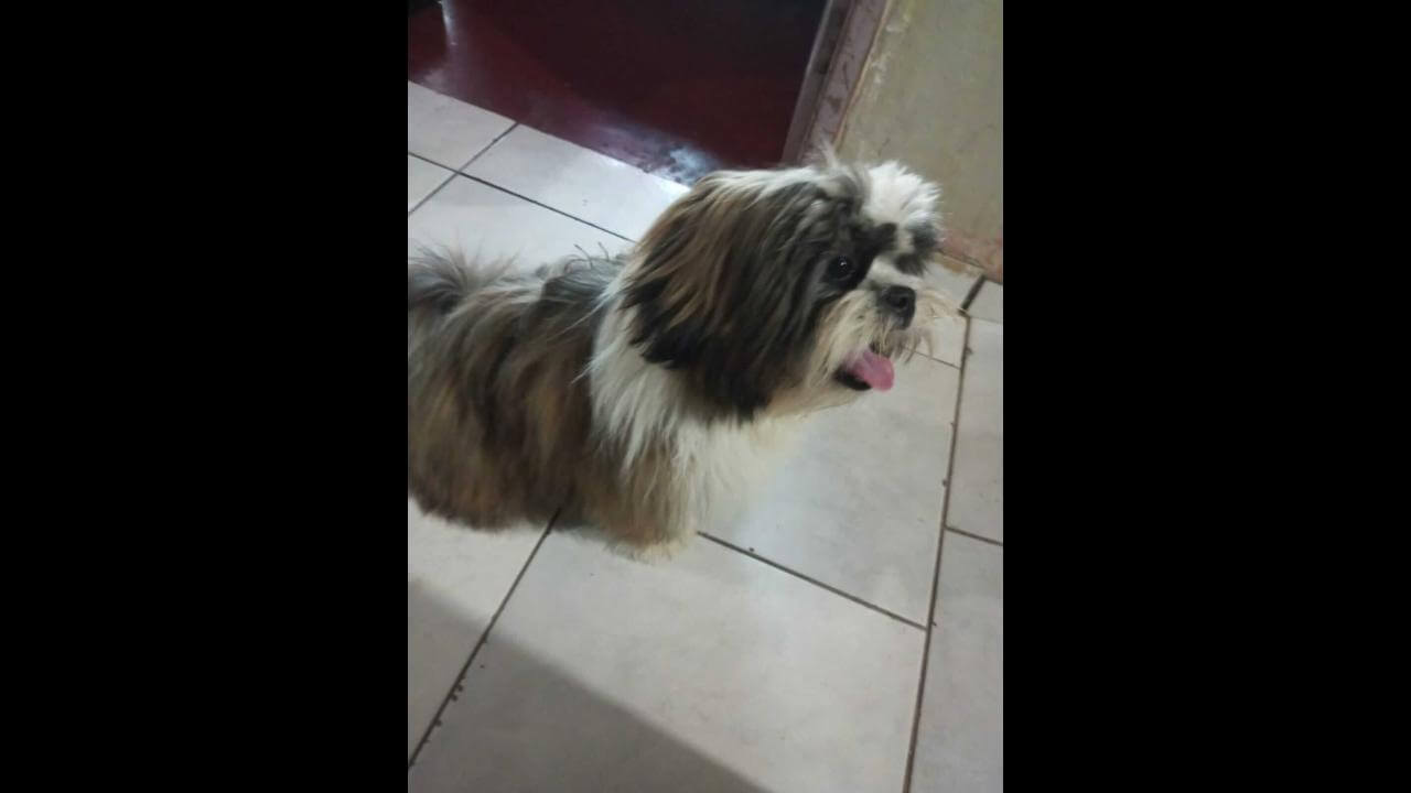 Cachorro é encontrado no bairro Brasmadeira Cachorro é encontrado no bairro Brasmadeira
