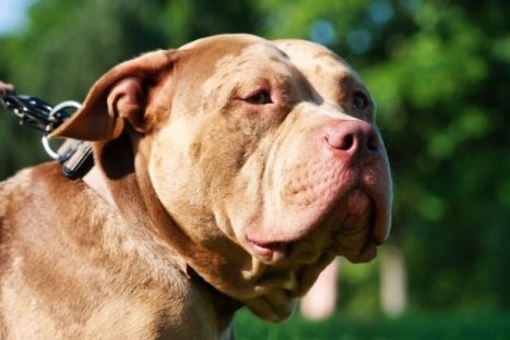 Criança de 2 anos morre após ser atacada por Pitbull da família Imagem referente a Criança de 2 anos morre após ser atacada por Pitbull da família