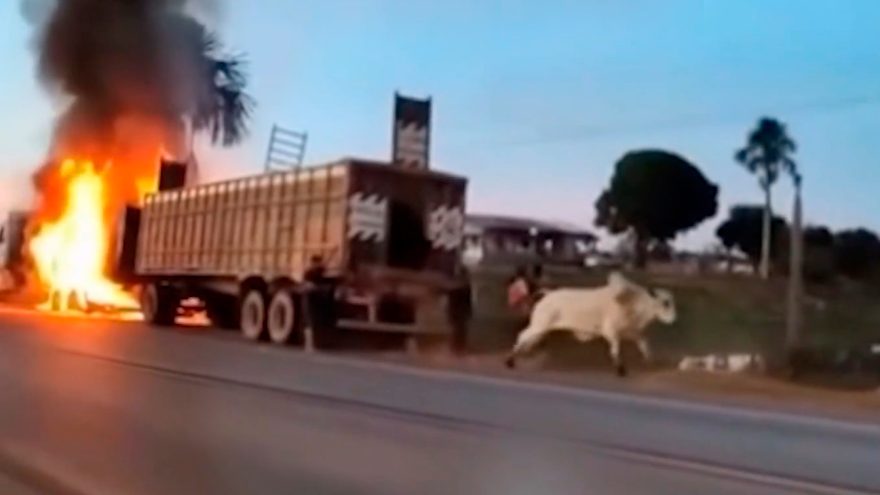 Caminhão boiadeiro pega fogo na rodovia e gado foge para se salvar