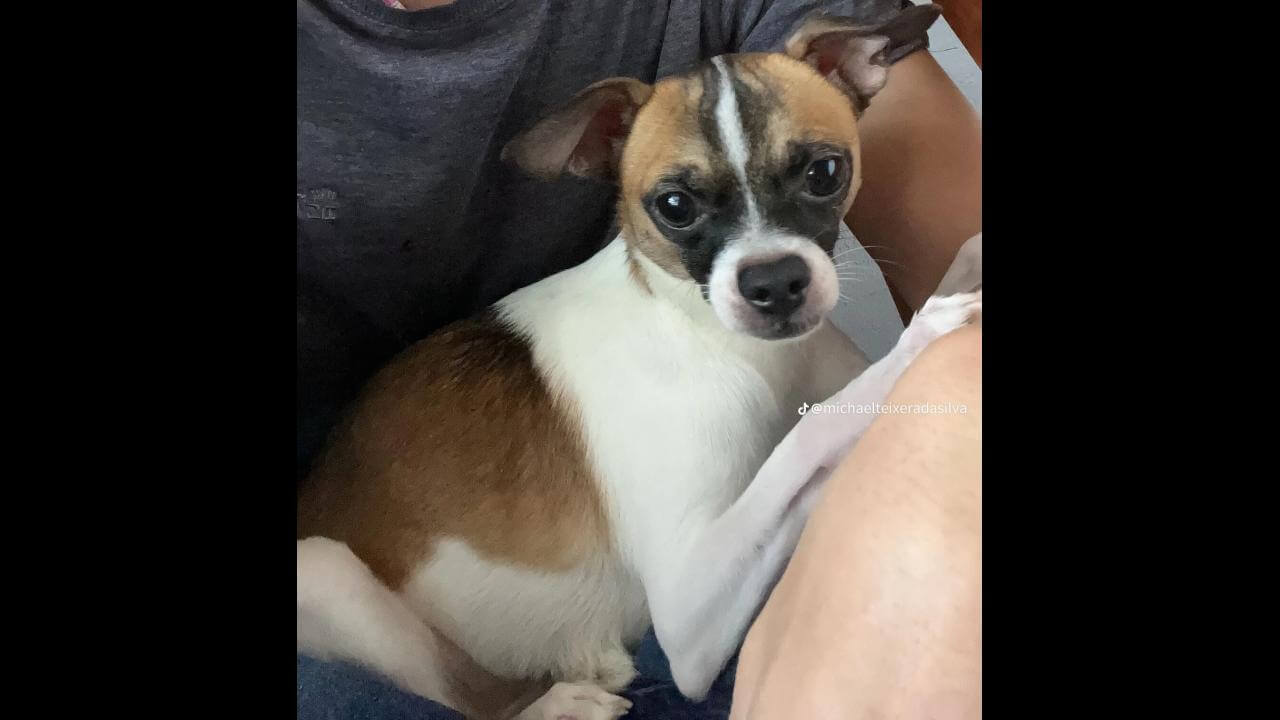 Cachorro Noah desapareceu no bairro Interlagos Cachorro Noah desapareceu no bairro Interlagos