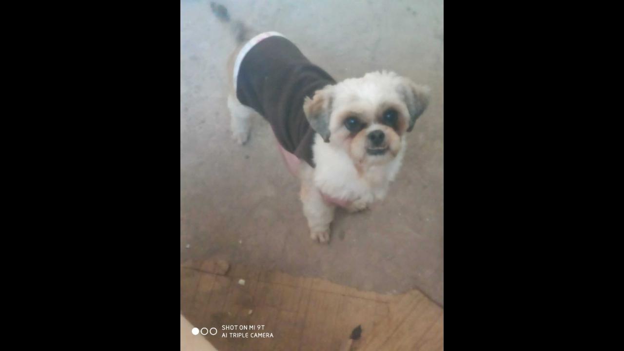 Cachorra é encontrada no bairro Periolo Cachorra é encontrada no bairro Periolo