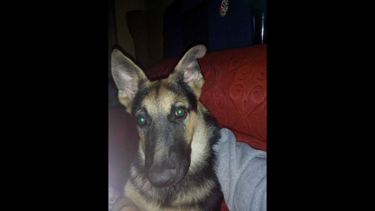Cachorra Safira desapareceu no bairro Santa Felicidade
