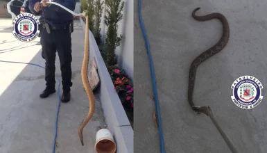 Imagem referente a Cobra cascavel-chifruda invade quintal e assusta moradores