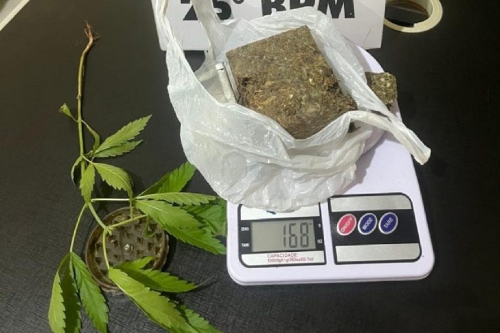 Maconha, pé de Cannabis e quatro motos são apreendidos pela PM