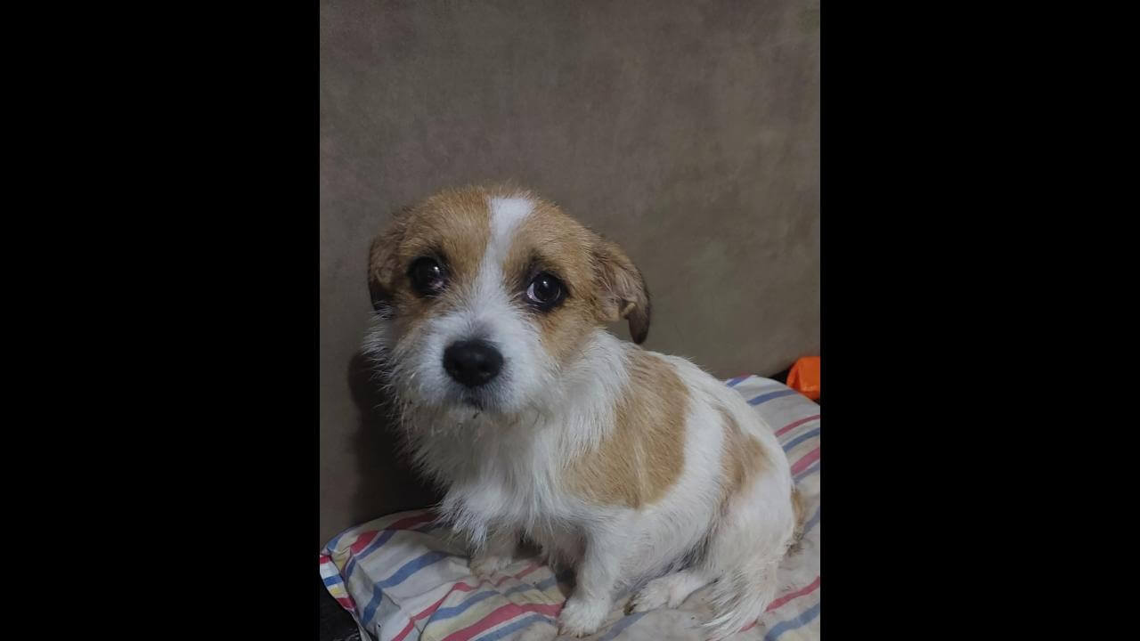 Cachorra Akira desapareceu no bairro Brasmadeira Cachorra Akira desapareceu no bairro Brasmadeira