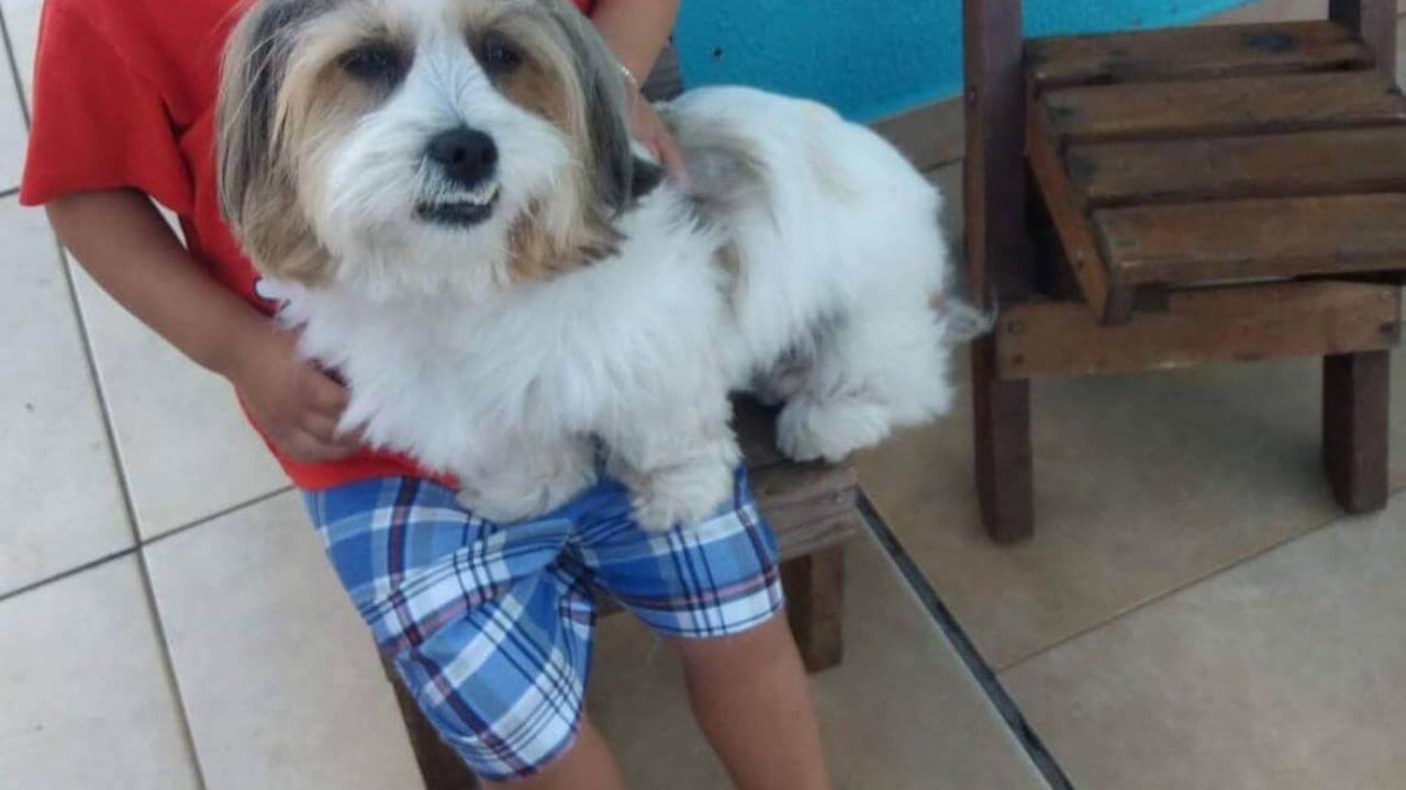 Cachorra Mel desapareceu no bairro Brasília Cachorra Mel desapareceu no bairro Brasília