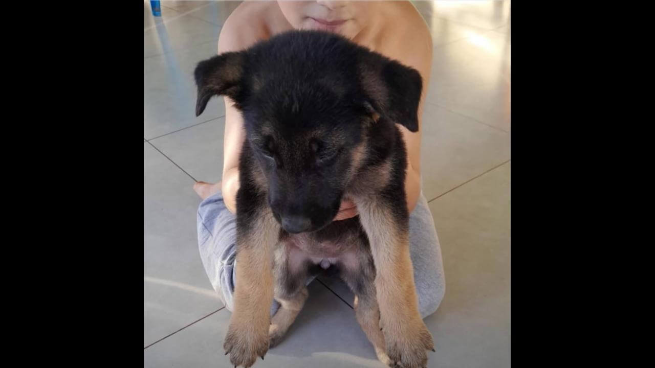 Cachorra Kiara desapareceu no bairro Centro