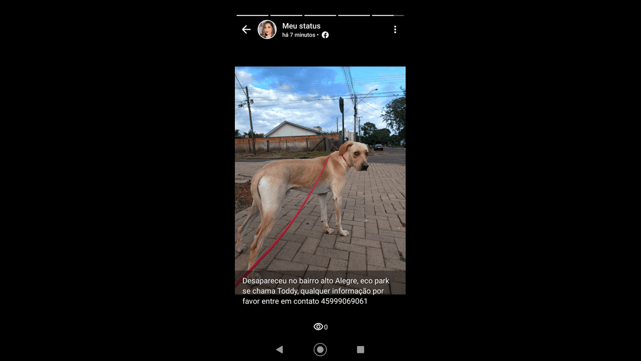 Cachorro Toddy desapareceu no bairro Alto Alegre