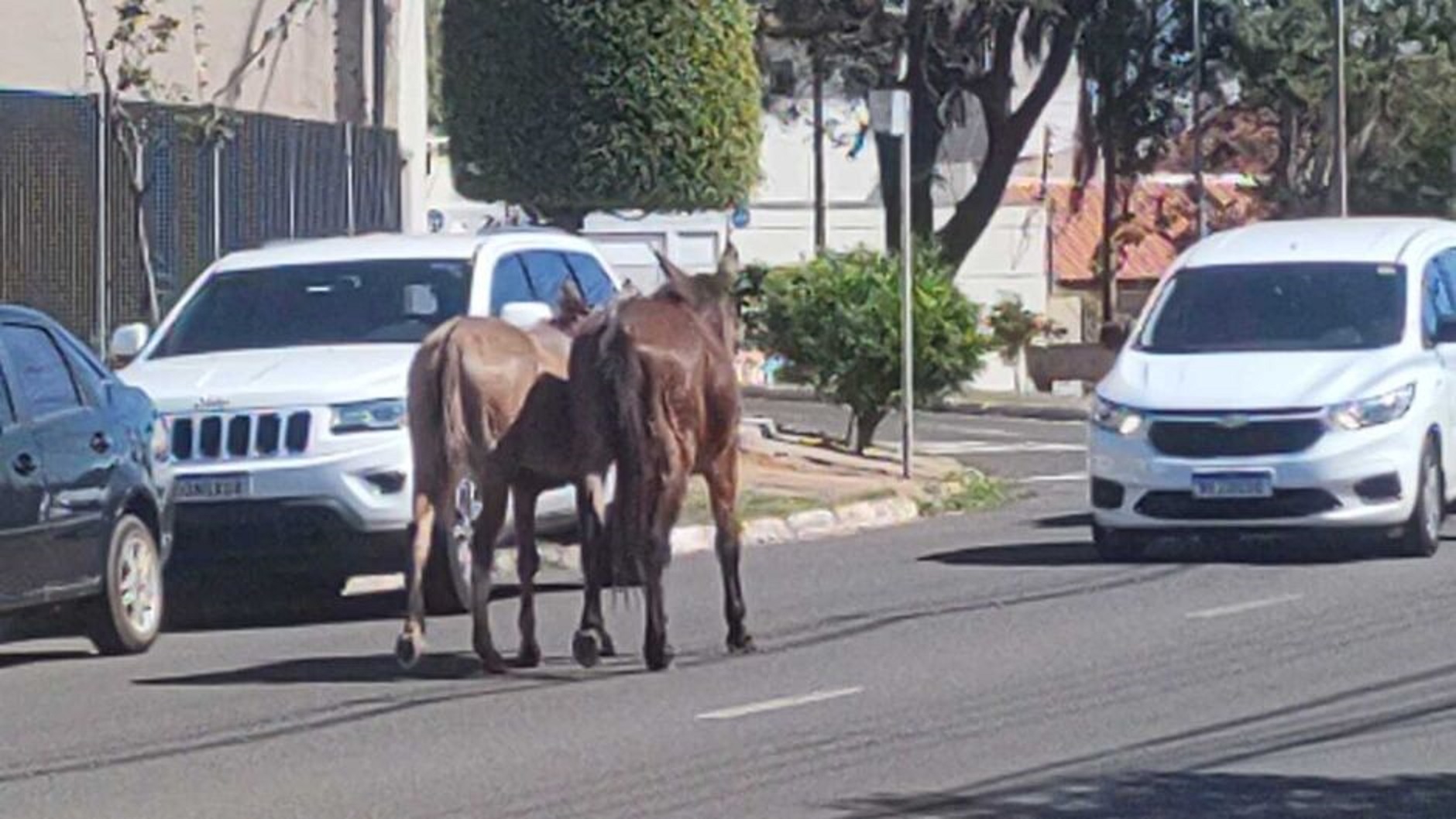 Burros dão rolê em avenida no Centro e causam tumulto no trânsito
