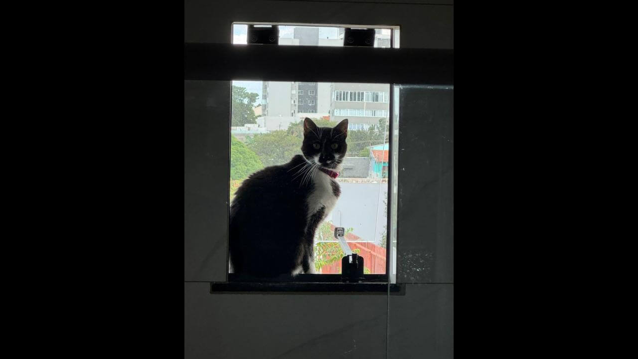 Gata Cheetara desapareceu no bairro Parque São Paulo