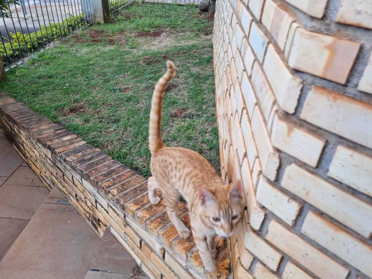 Gato é encontrado no bairro Região do Lago