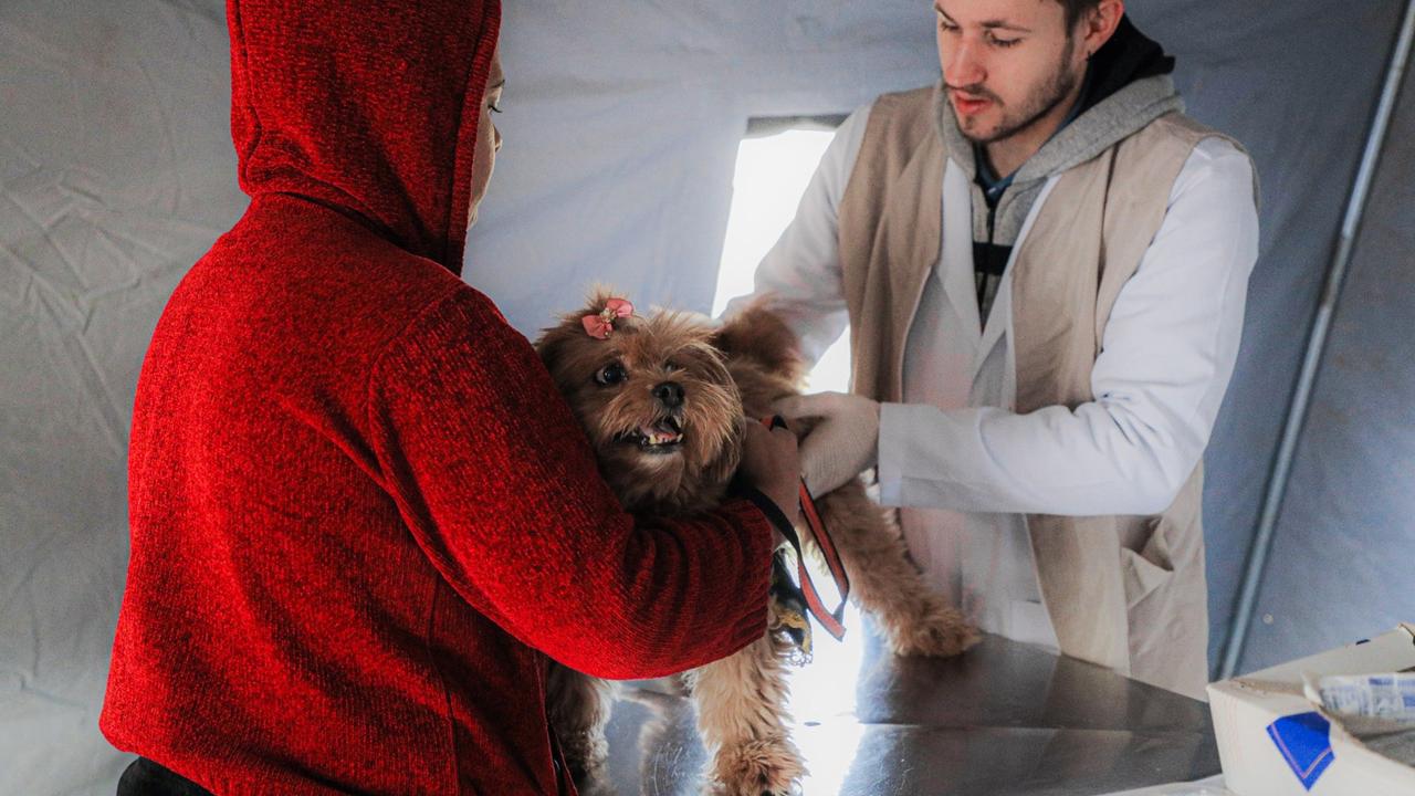 Prefeitura fará vacinação gratuita contra raiva em 50 animais nesta quinta-feira (24)