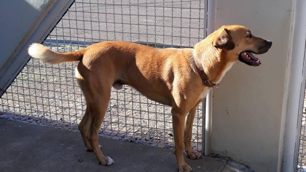 Cachorro Caramelo desapareceu no bairro Parque São Paulo