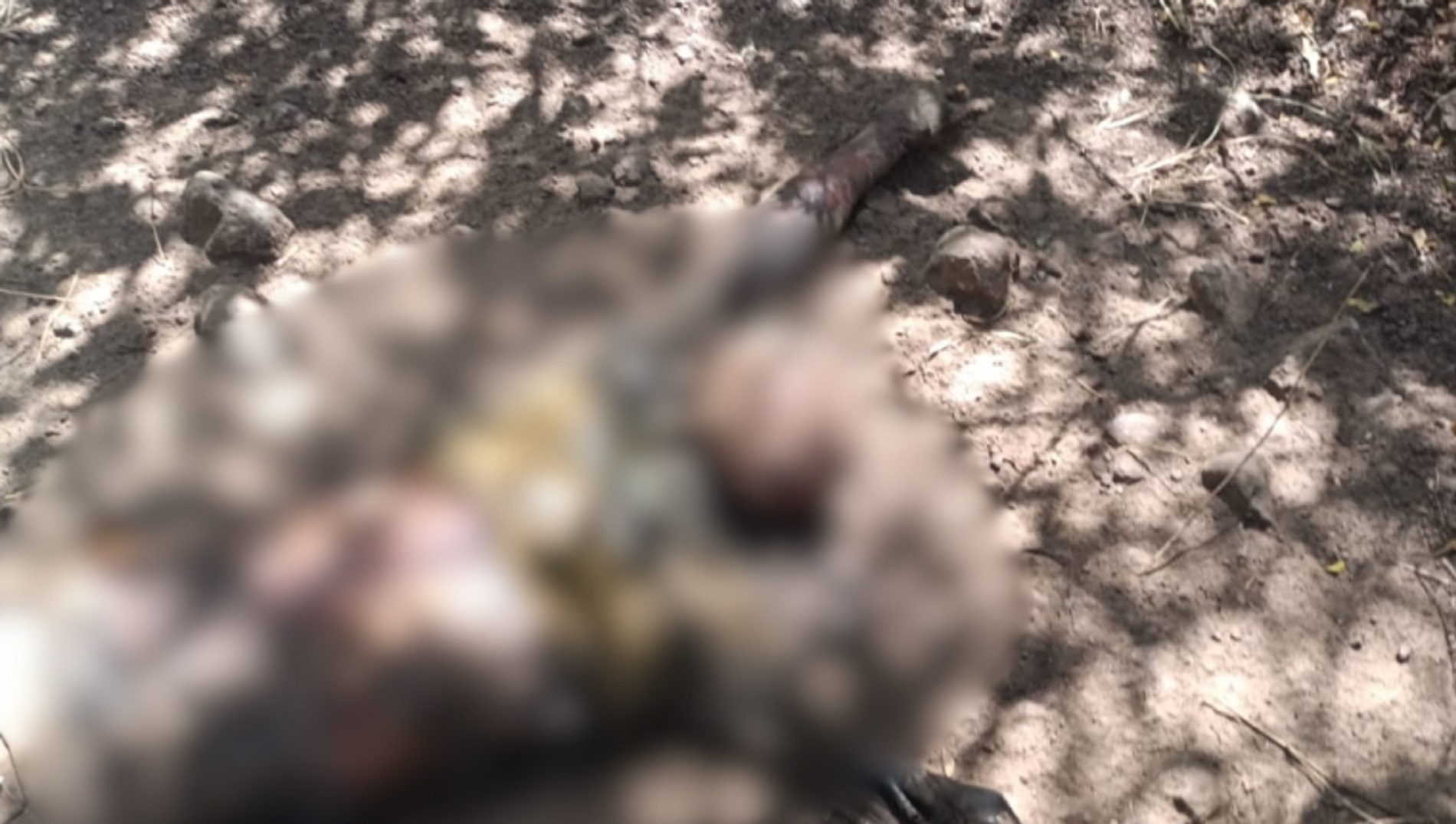 Mistério no matagal: corpo apodrecido é achado a 3 km da estrada 