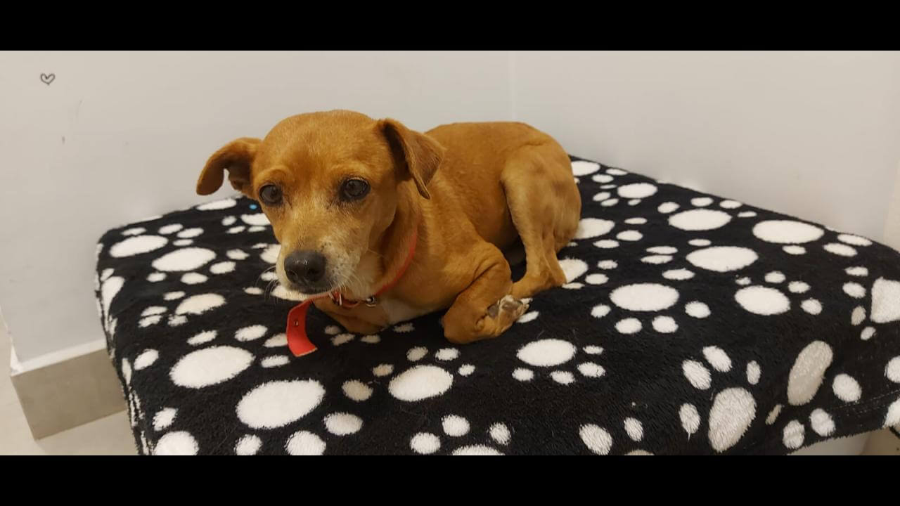 Cachorra é encontrada no bairro Cancelli