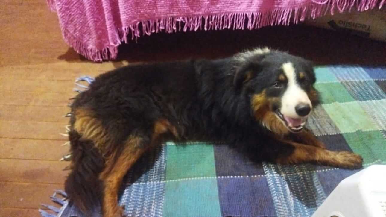 Cachorro Simba desapareceu no Centralito