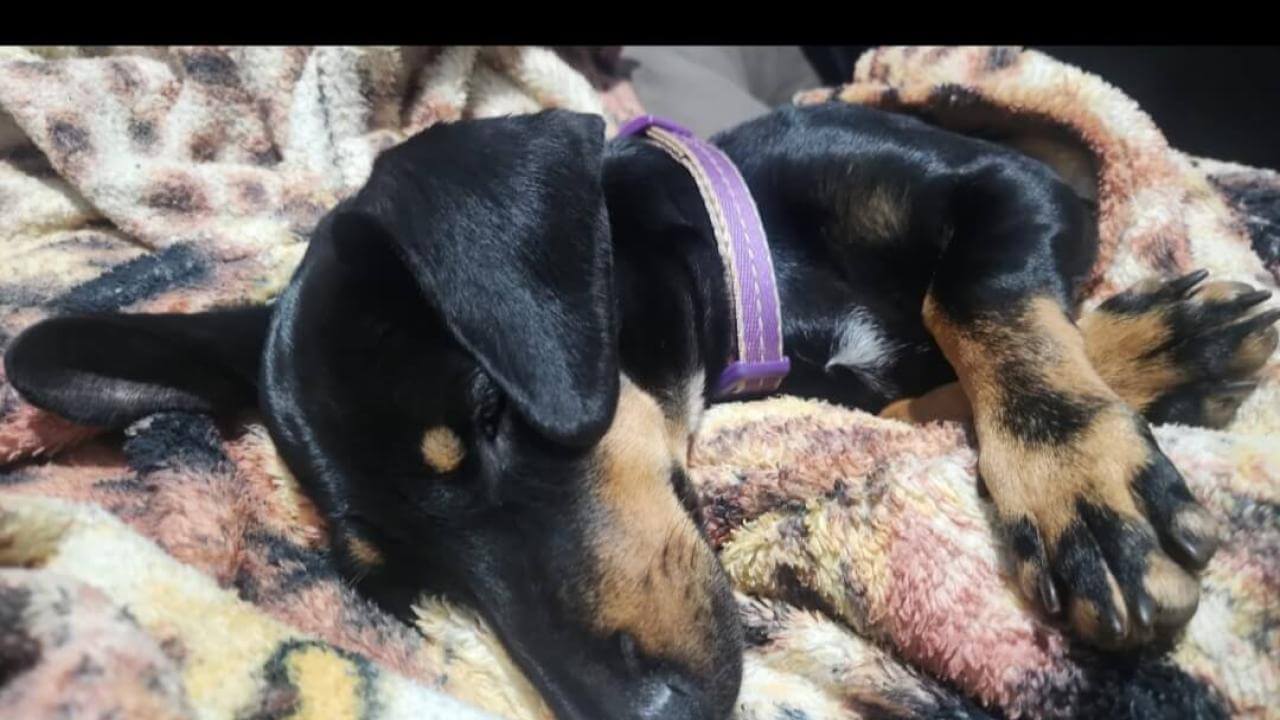 Cachorra Jade desapareceu no bairro Coqueiral
