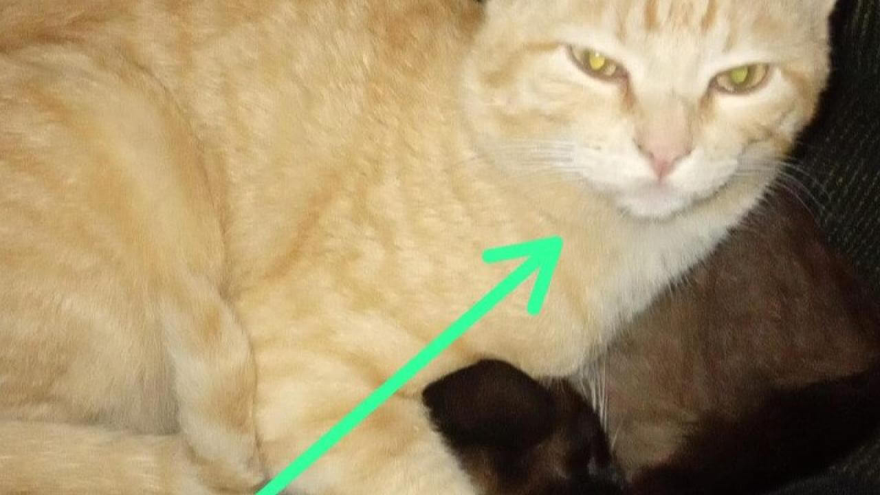 Gato Simba desapareceu no bairro Cascavel Velho