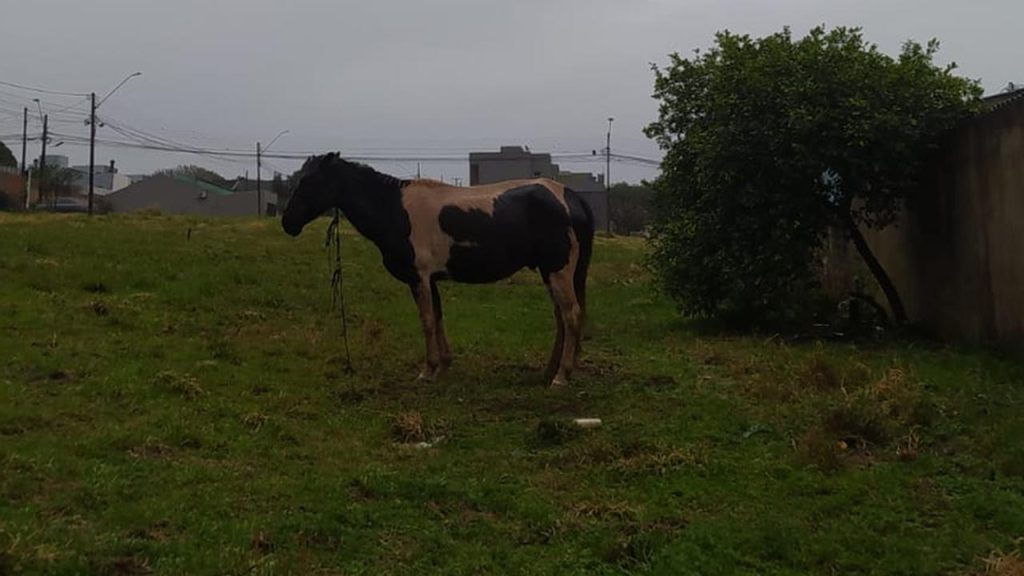 Cavalo sofre sem água e comida há dias em terreno de Cascavel, denuncia veterinária “no calor e agora na chuva”