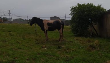 Imagem referente a Cavalo sofre sem água e comida há dias em terreno de Cascavel, denuncia veterinária 