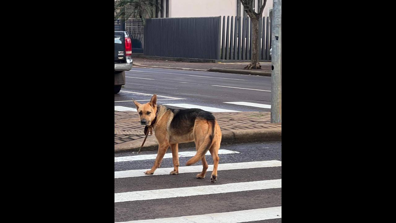 Cachorro é encontrado no bairro Centro
