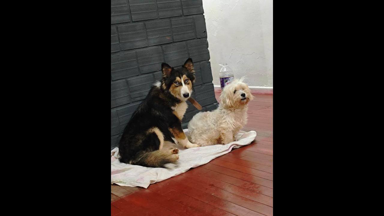 Cachorras Khloe e Mel desapareceram no bairro São Cristóvão