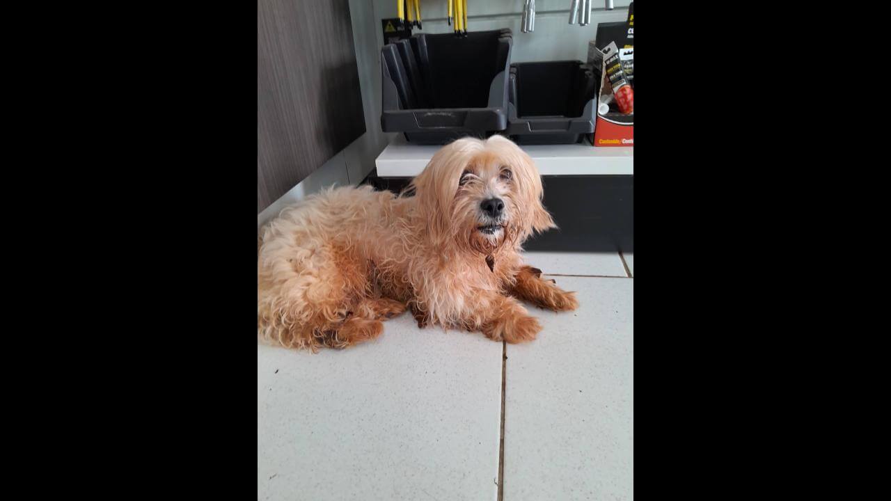 Cachorro é encontrado no bairro Pacaembu