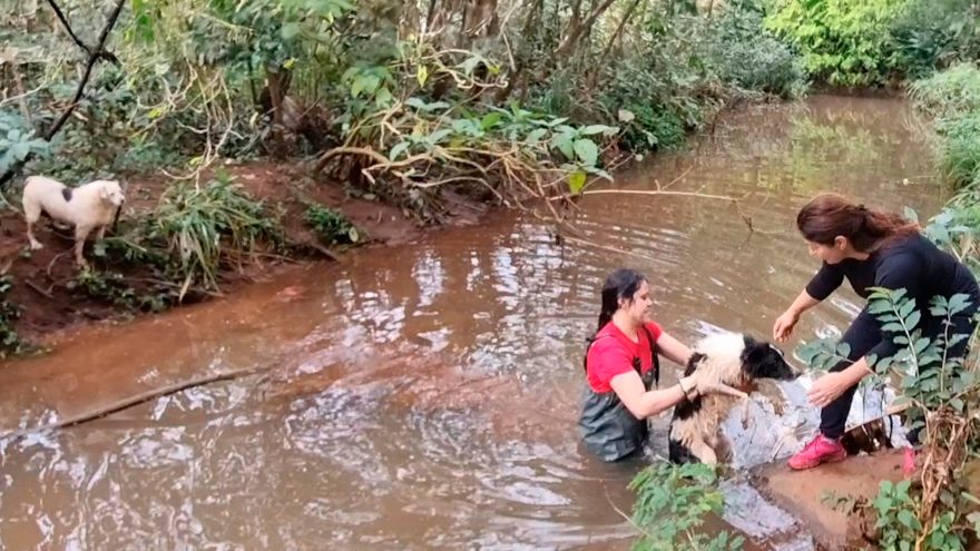 Cães resgatados em riacho no Parque Tarquínio são acolhidos por moradora