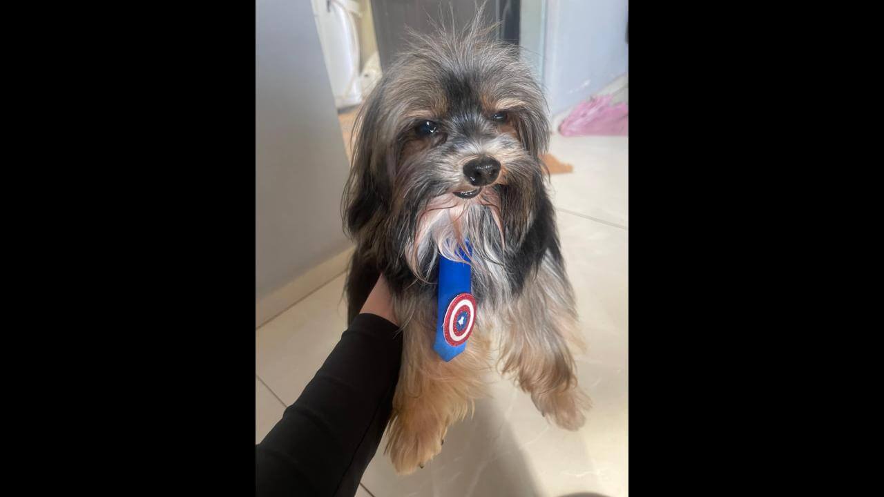 Cachorro é encontrado no bairro Santa Cruz