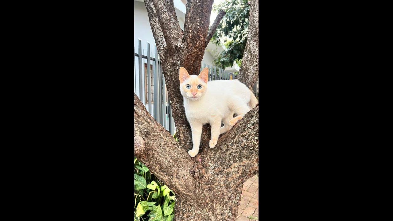 Gato é encontrado no bairro Canadá