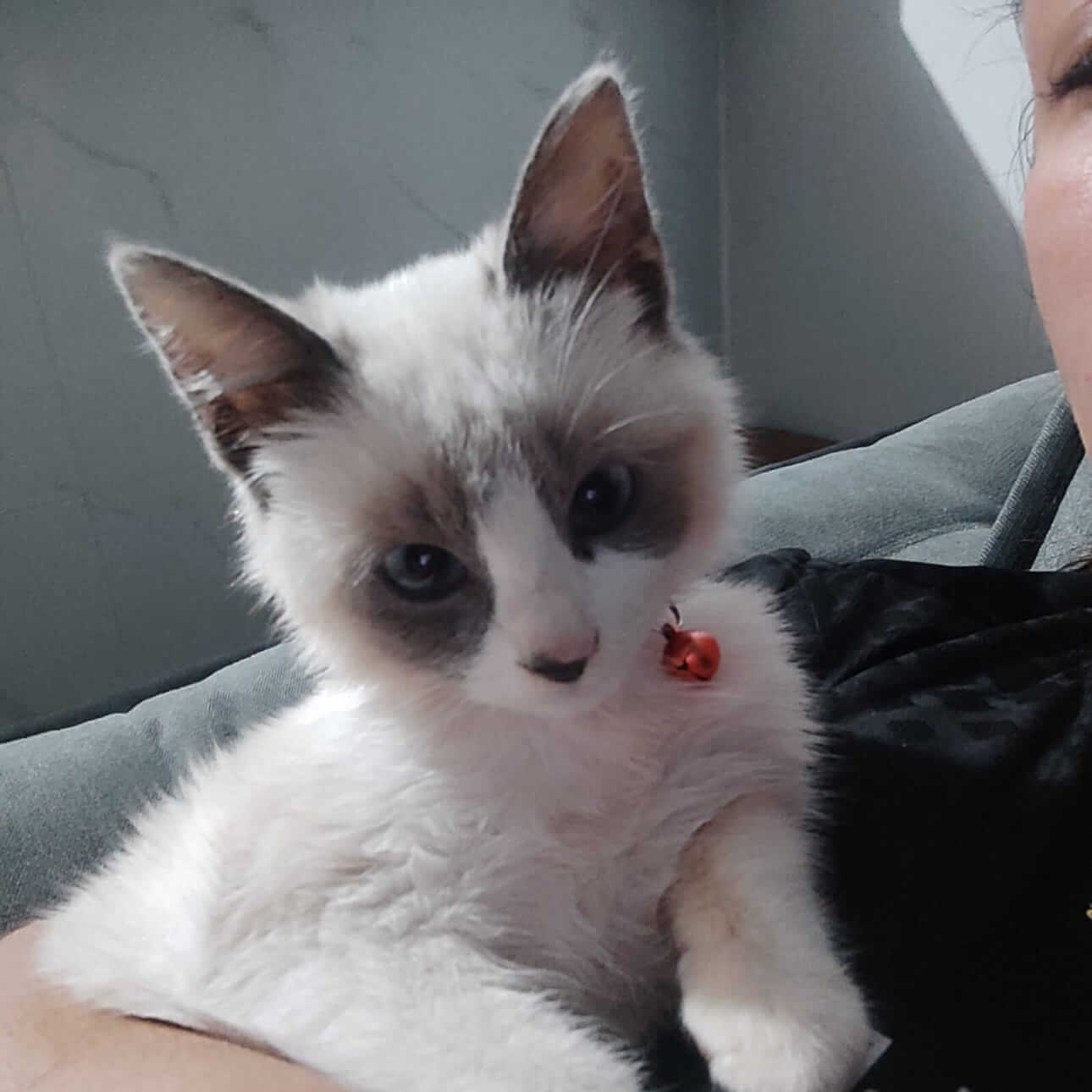 Gata Aurora desapareceu no bairro Belmonte