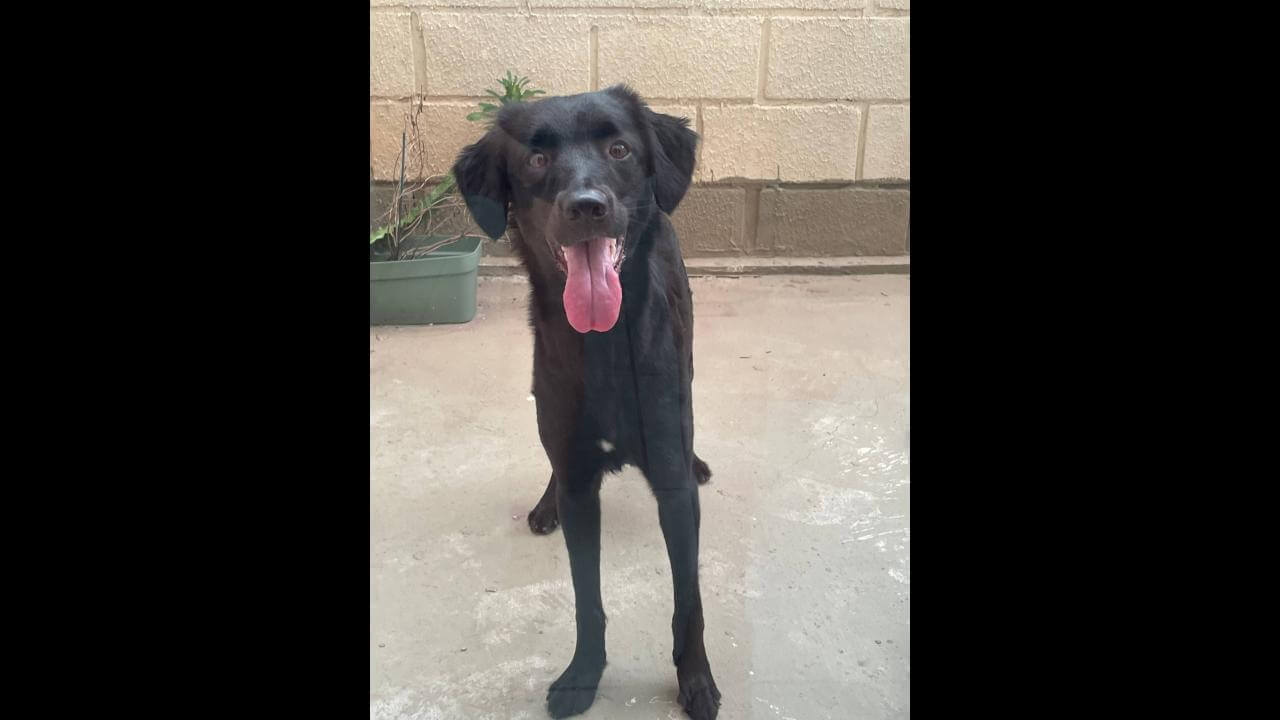 Cachorra que atende por Preta desapareceu no bairro Alto Alegre