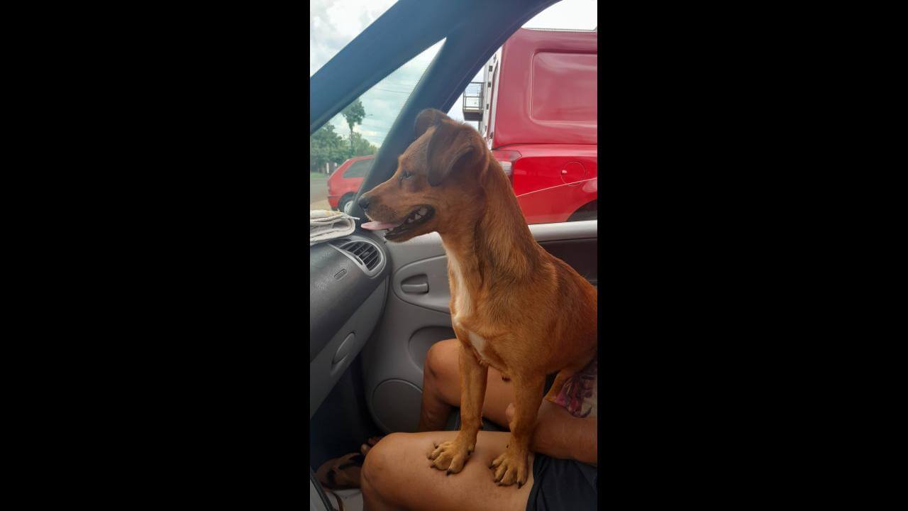 Cachorra Princesa desapareceu no bairro Cataratas