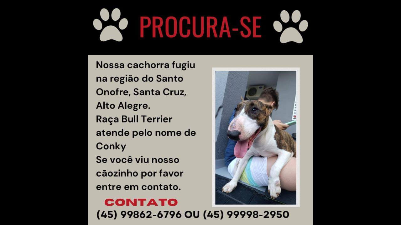 Cachorra Conkyn desapareceu no bairro Santo Onofre