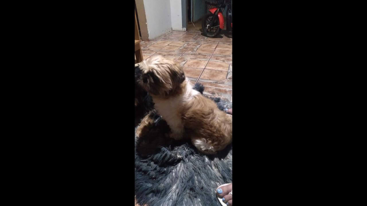Cachorro é encontrado no bairro Cataratas