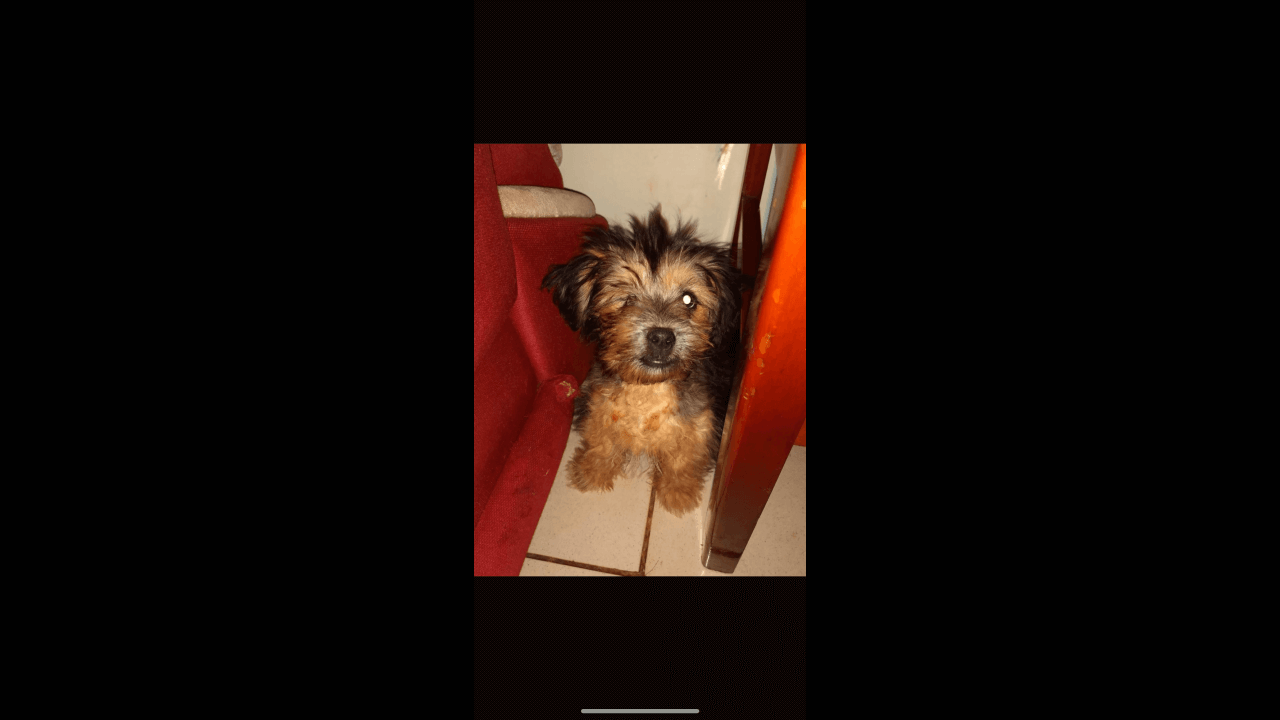 Cachorra Peruquinha desapareceu no bairro Tarumã