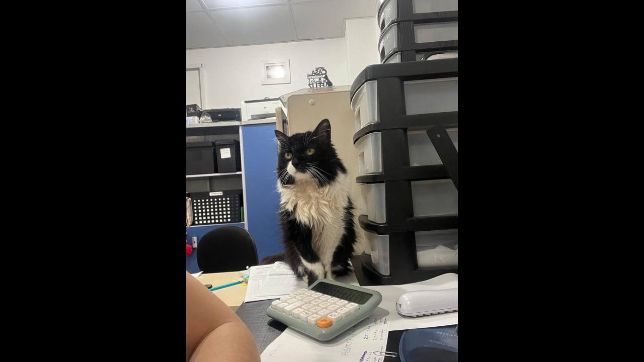Gata Mimi desapareceu no bairro Centro